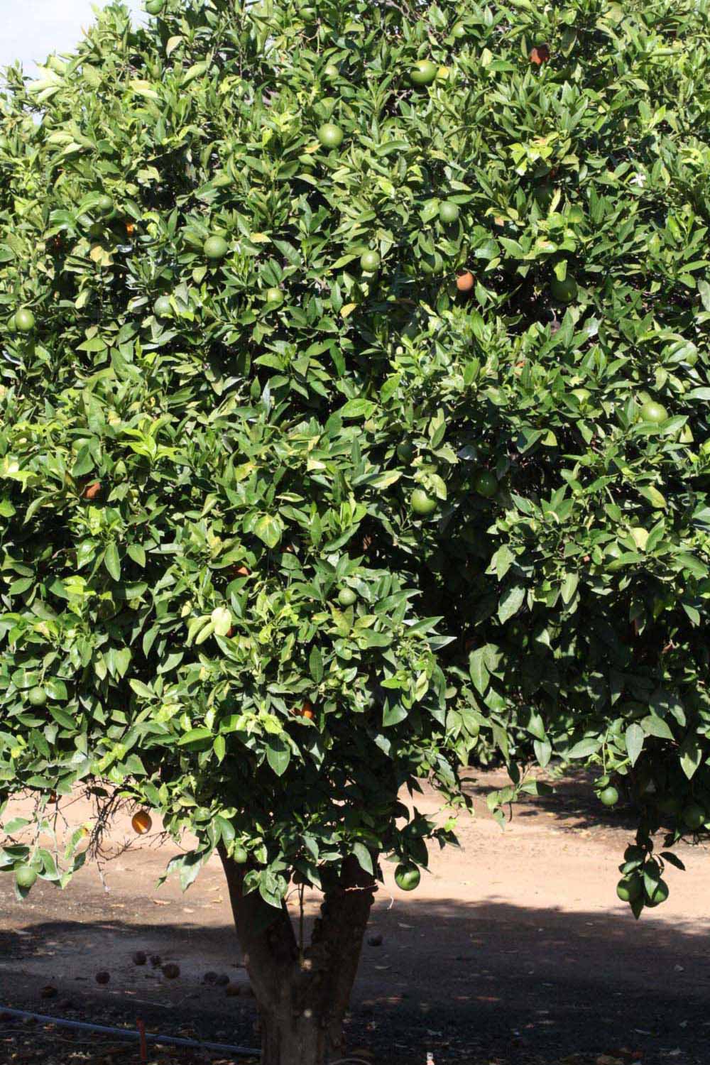            Habit (Riverside, CA)   